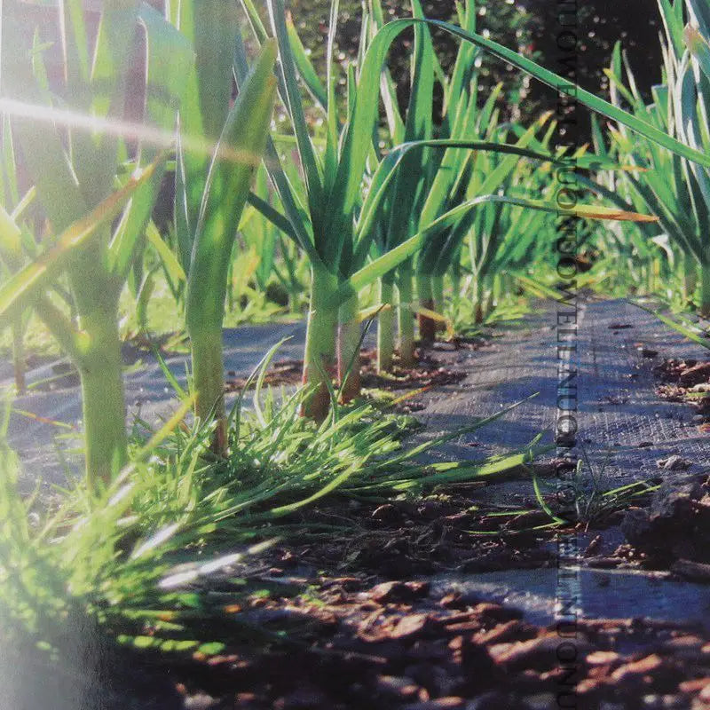 UV-Resistant Weed Control Landscape Fabric 1.2m x 100m Roll