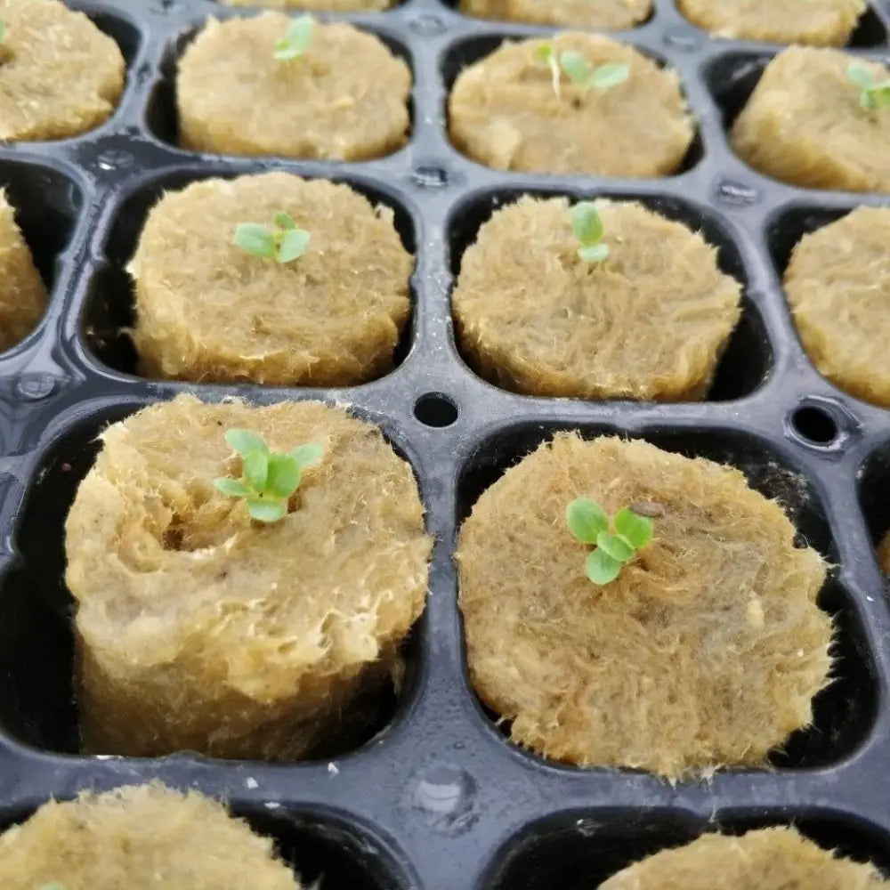 50-Pack Rock Wool Hydroponic Seedling Plugs 27×20mm