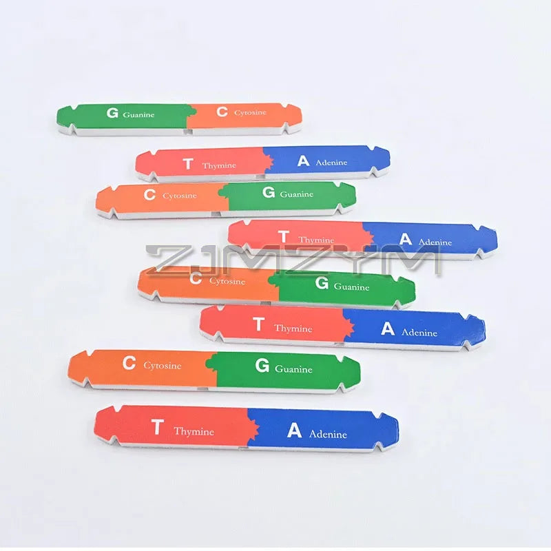 3D DNA Double Helix Model Kit – DIY Biology Science Puzzle