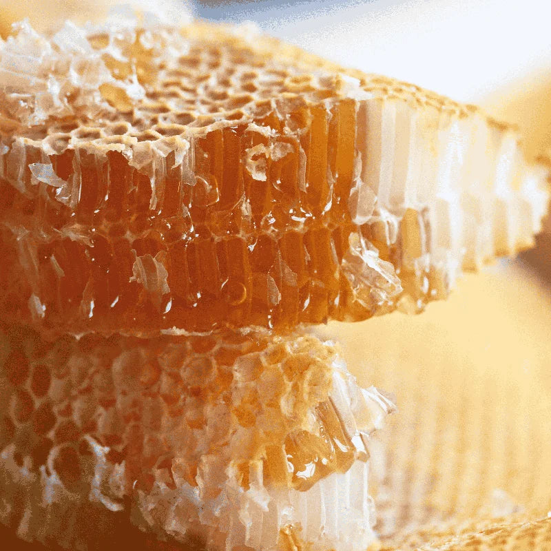 17-Root Stainless Steel Uncapping Fork | Beekeeping Honey Tool