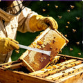 Stainless Steel Beehive Tool – Frame Lifter & Scraper