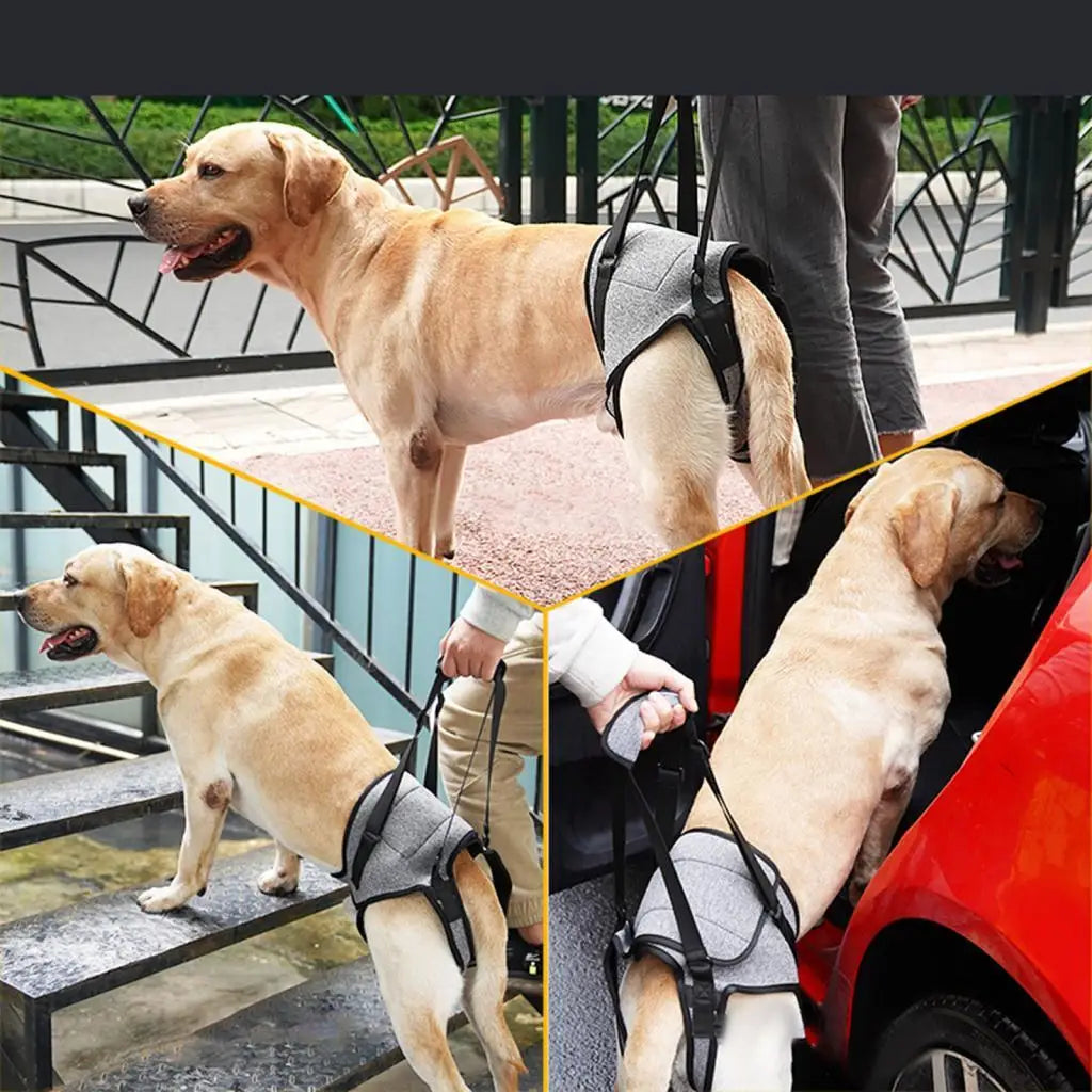 Dog Lift Support Harness Sling for Hind Legs | Adjustable