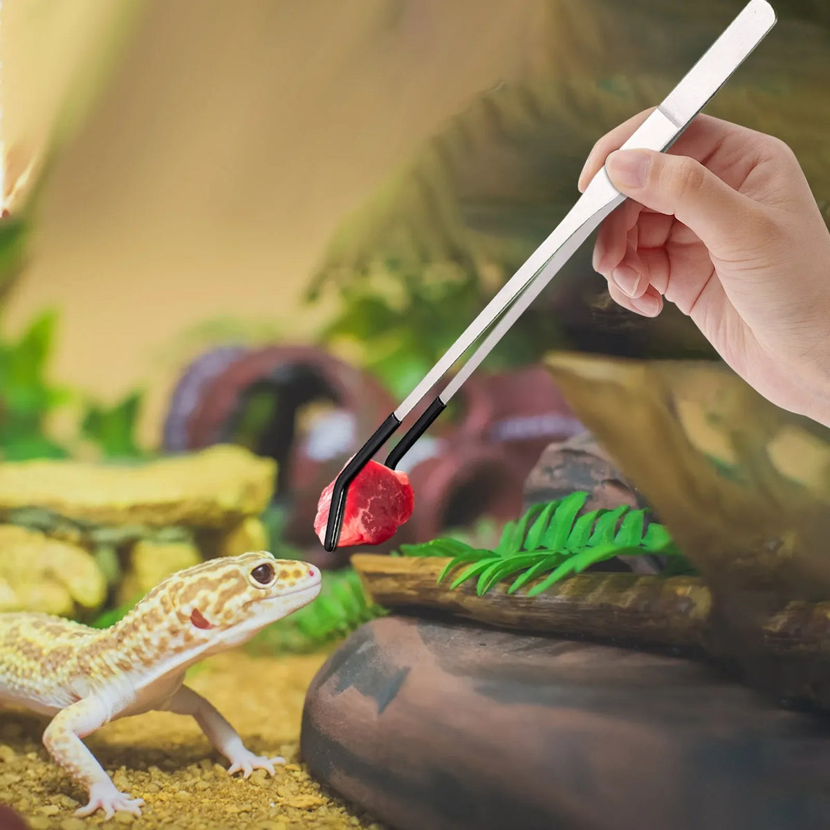 Stainless Steel Reptile Feeding Tongs – Long Tweezers