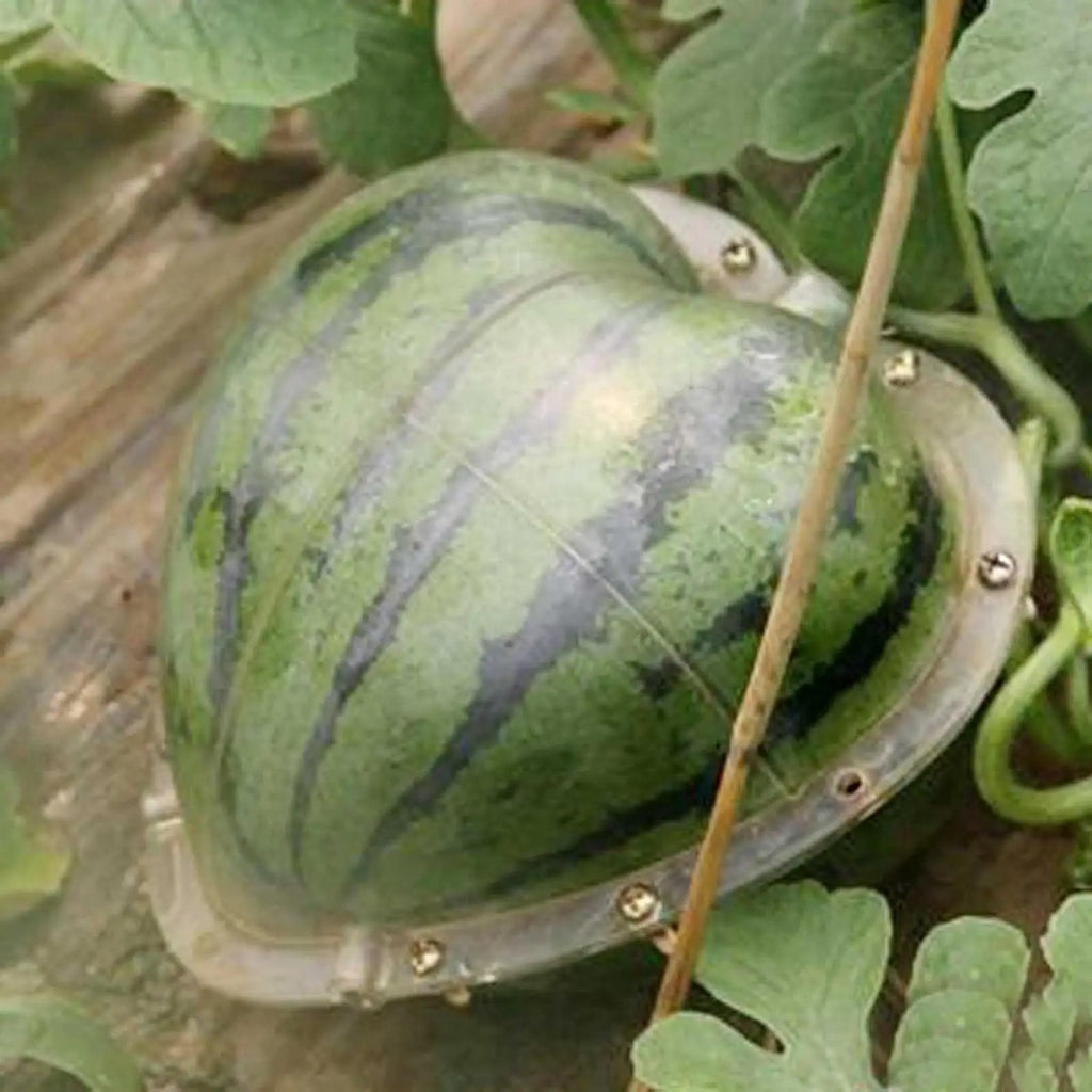 Heart Shape Watermelon Mold – Reusable Fruit Forming Tool