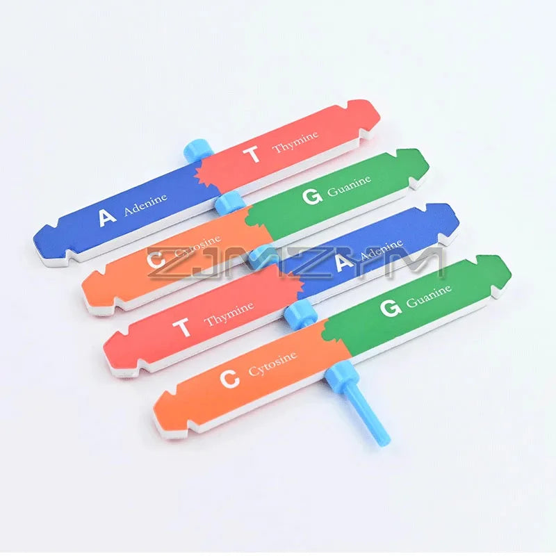 3D DNA Double Helix Model Kit – DIY Biology Science Puzzle