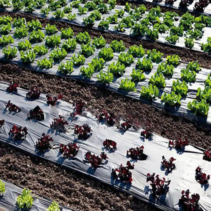 Perforated Black Mulch Film – Weed Control Agriculture Film