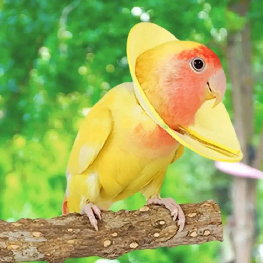 Bird Elizabethan Collar – Soft Breathable EVA Protective Cone