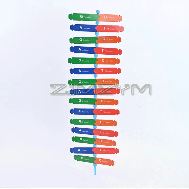 3D DNA Double Helix Model Kit – DIY Biology Science Puzzle