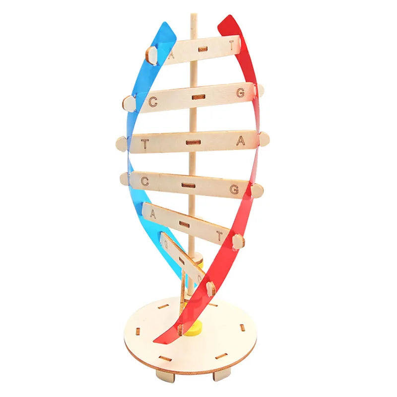 Rotating DNA Double Helix Model Kit – Science Learning Tool