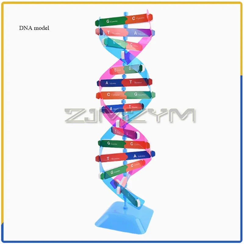 3D DNA Double Helix Model Kit – DIY Biology Science Puzzle