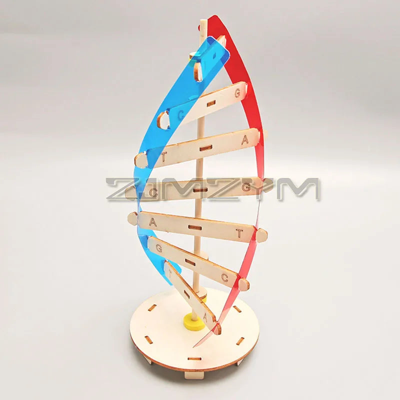 Rotating DNA Double Helix Model Kit – Science Learning Tool