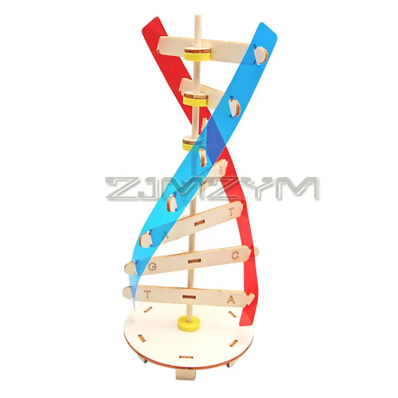 Rotating DNA Double Helix Model Kit – Science Learning Tool