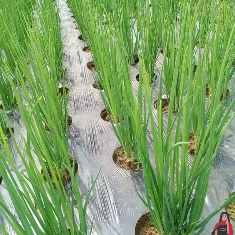 Perforated Black Mulch Film – Weed Control Agriculture Film