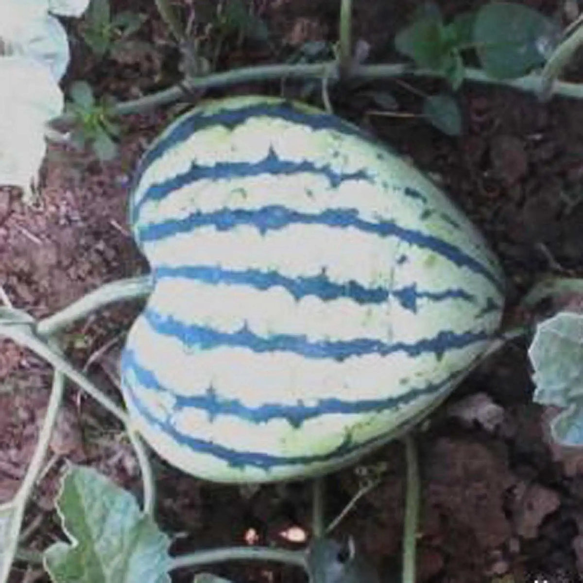 Heart Shape Watermelon Mold – Reusable Fruit Forming Tool