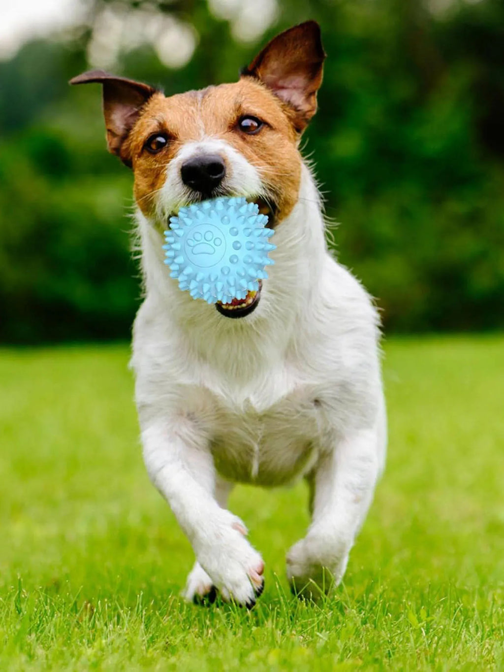 Interactive Rubber Chew Ball – Dog & Cat Tooth Cleaning Toy