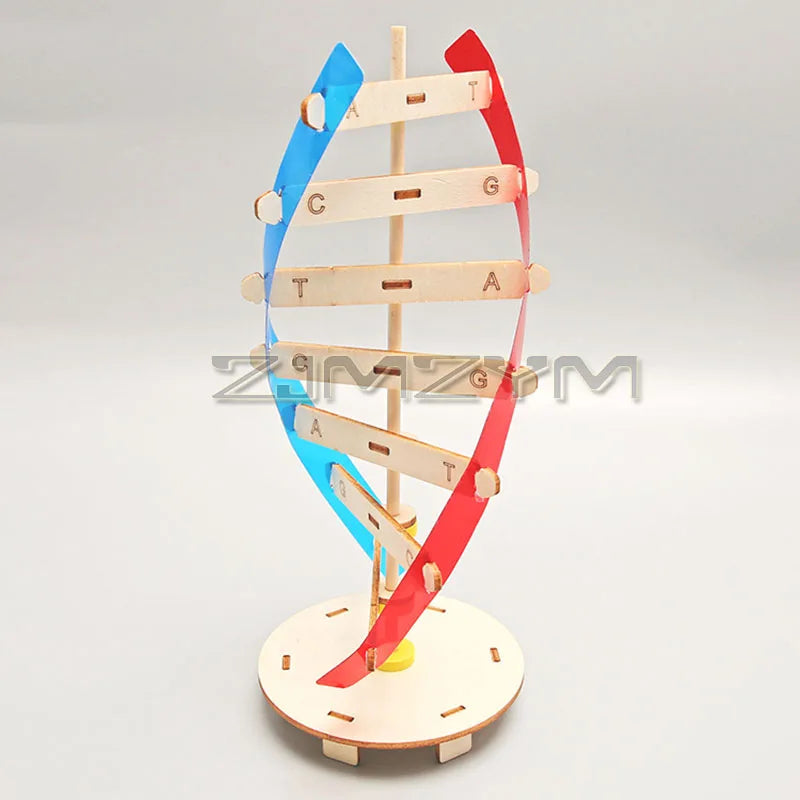 Rotating DNA Double Helix Model Kit – Science Learning Tool