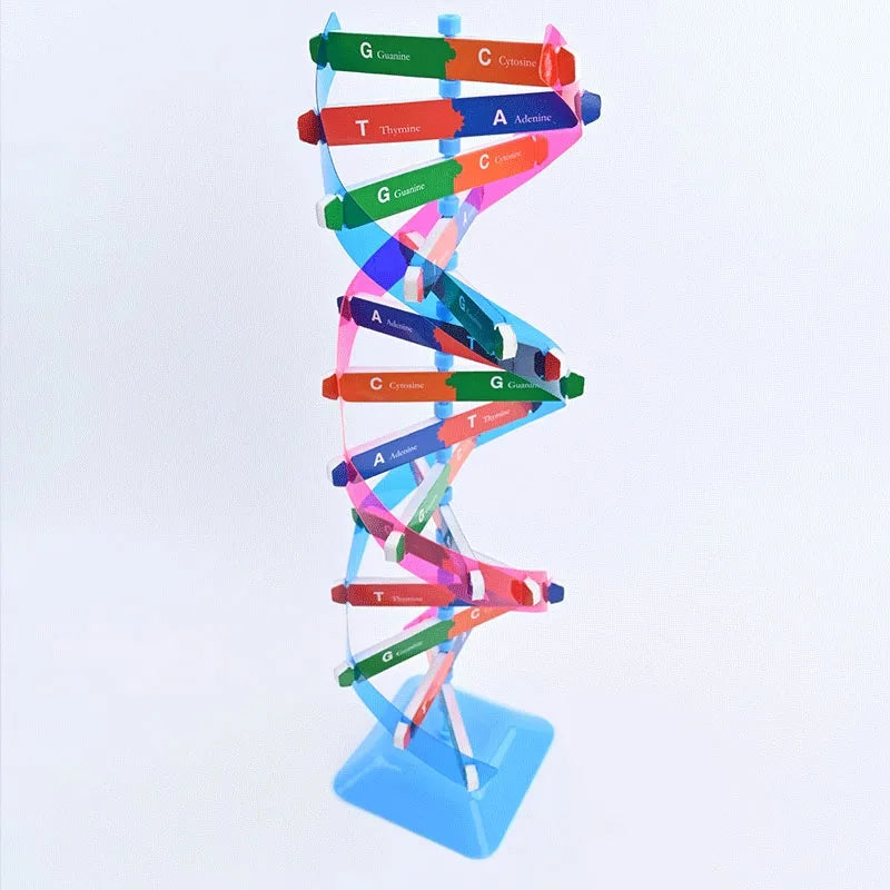 3D DNA Double Helix Model Kit – DIY Biology Science Puzzle