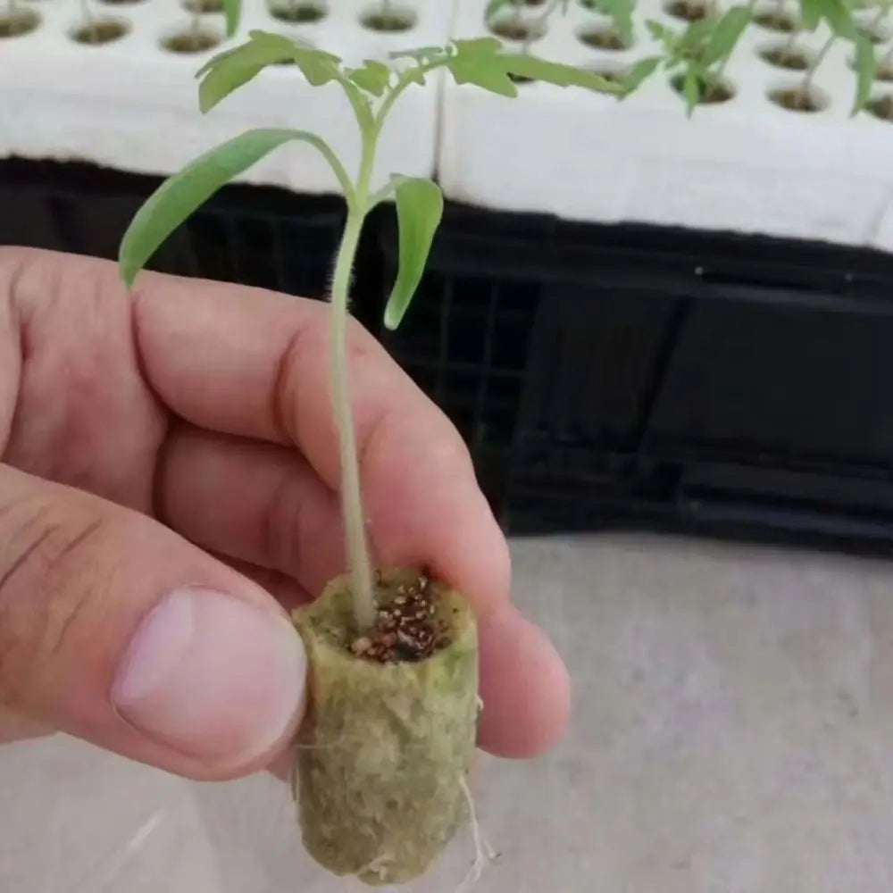 50-Pack Rock Wool Hydroponic Seedling Plugs 27×20mm