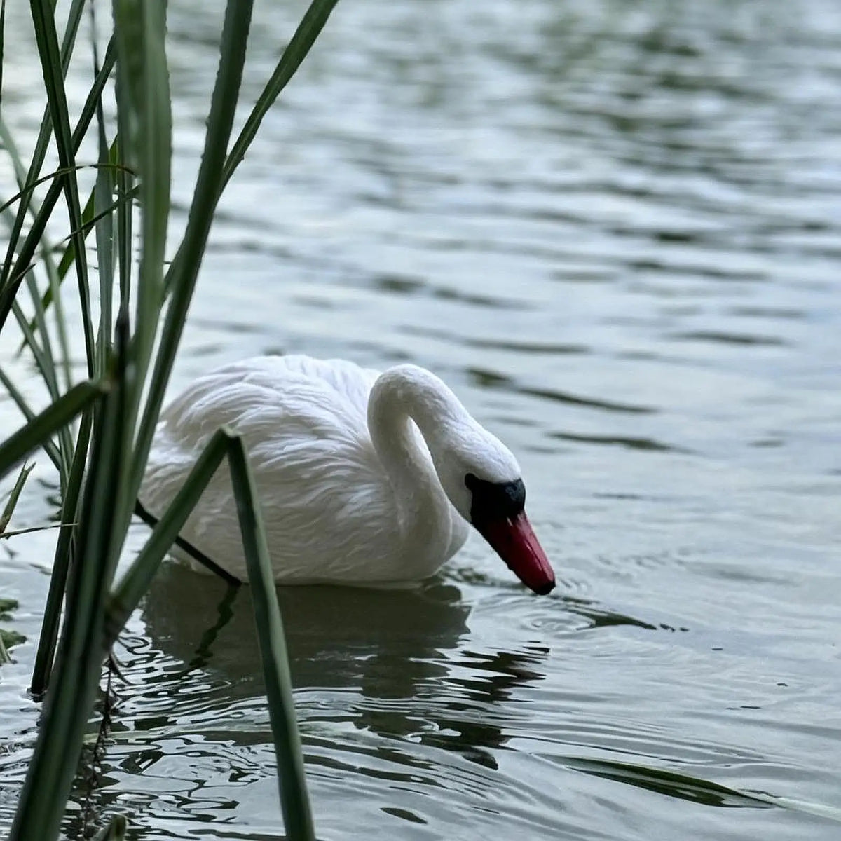 Floating Swan Decoy Statue | Pool, Pond & Garden Decor