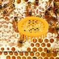 5-Pack Plastic Queen Bee Cage & Catcher – Beekeeping Tool