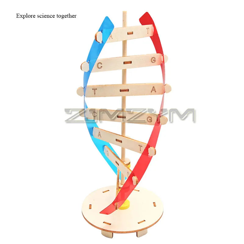 Rotating DNA Double Helix Model Kit – Science Learning Tool