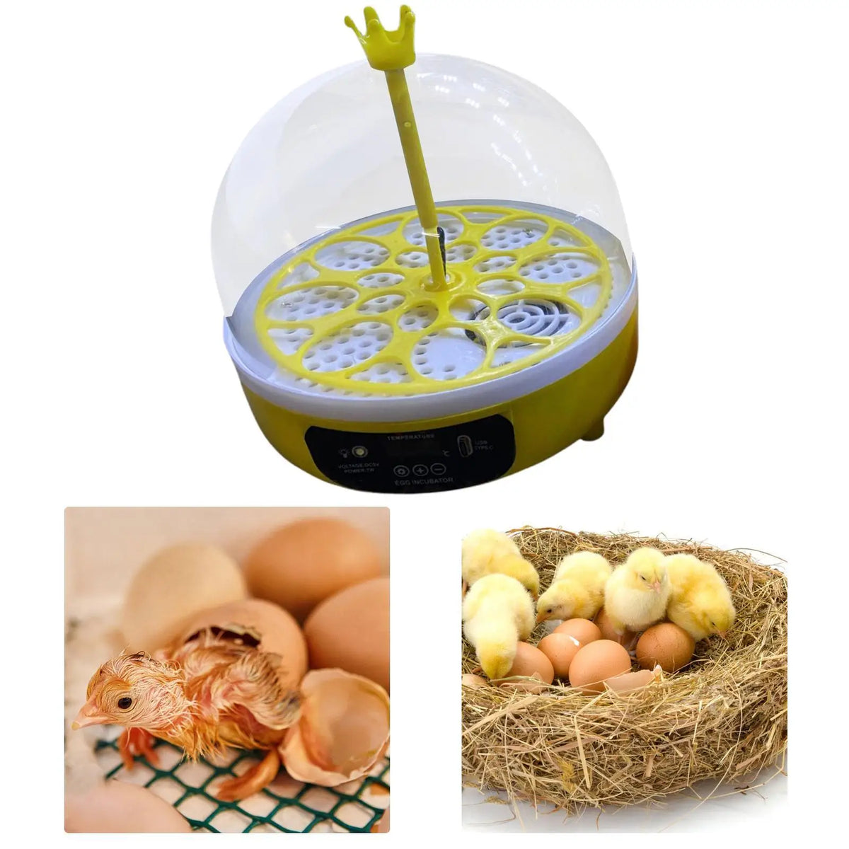 8-Egg Automatic Incubator – Chicken, Quail & Duck Hatcher